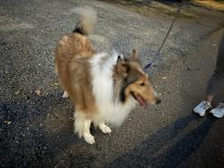 Found/Stray Female Dog last seen 17th and Reserve Vancouver WA, Vancouver, WA 98660
