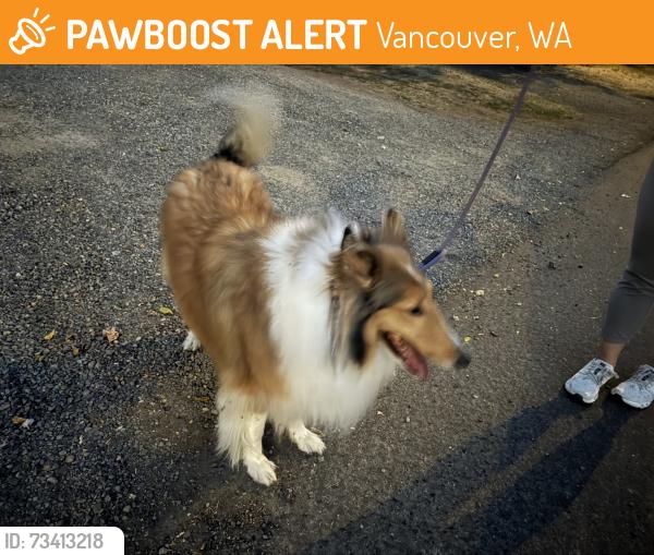 Found/Stray Female Dog last seen 17th and Reserve Vancouver WA, Vancouver, WA 98660