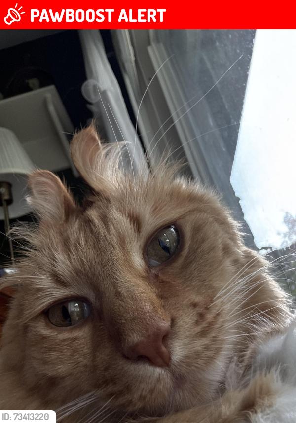 Lost Male Cat last seen Near cherry hill, Canton Township, MI 48187