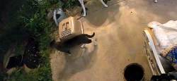 Found/Stray Unknown Cat last seen Between Roebuck and Williamson rd, Jupiter, FL 33458
