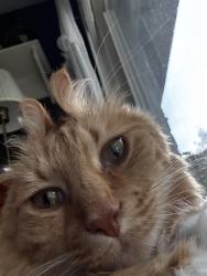 Lost Male Cat last seen Near cherry hill, Canton Township, MI 48187