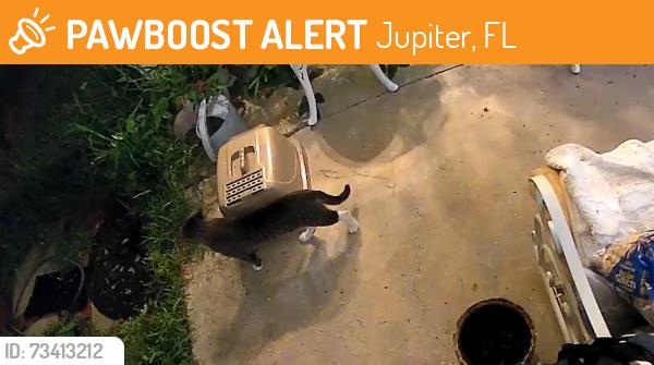 Found/Stray Unknown Cat last seen Between Roebuck and Williamson rd, Jupiter, FL 33458
