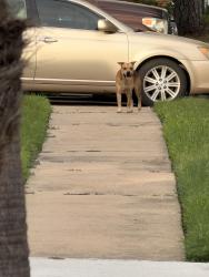 Found/Stray Unknown Dog last seen Deer Lick Dr and Hollow Wood Dr, Houston, TX 77090