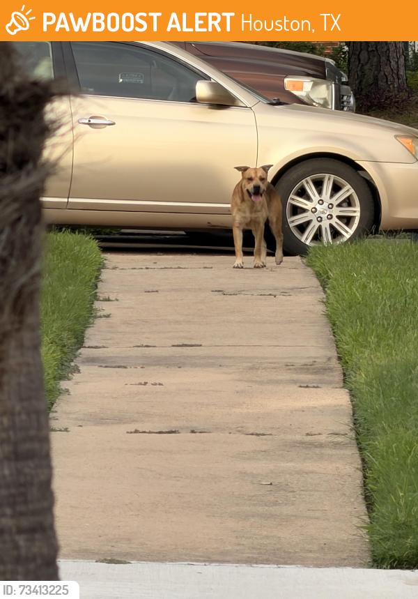 Found/Stray Unknown Dog last seen Deer Lick Dr and Hollow Wood Dr, Houston, TX 77090