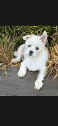 Reunited Female Dog last seen Near Marguerite St., Birmingham, AL 35235