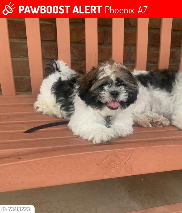 Lost Male Dog last seen 24th drive and Osborne, Phoenix, AZ 85017