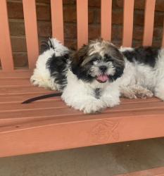 Lost Male Dog last seen 24th drive and Osborne, Phoenix, AZ 85017