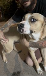 Reunited Male Dog last seen Saticoy St & Louise St, Los Angeles, CA 91325