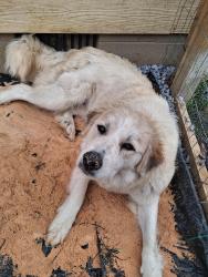 Reunited Female Dog last seen Downtown rockmart, Rockmart, GA 30153