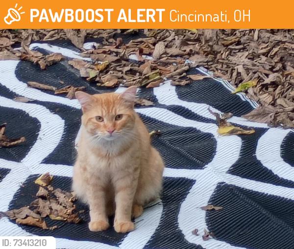 Found/Stray Male Cat last seen Jo Williams, Cincinnati, OH 45223