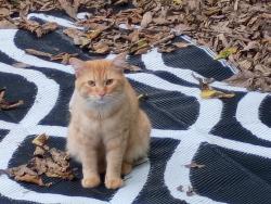 Found/Stray Male Cat last seen Jo Williams, Cincinnati, OH 45223