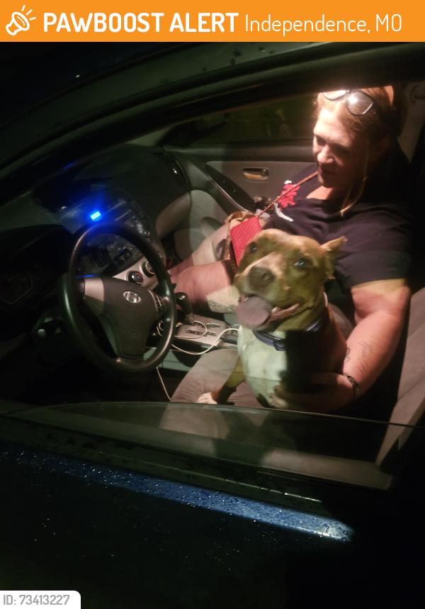 Found/Stray Female Dog last seen Independence square. truman rd and river, Independence, MO 64050