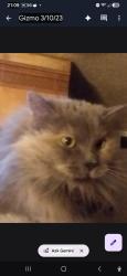 Lost Female Cat last seen 12th street, Greeley, CO 80631
