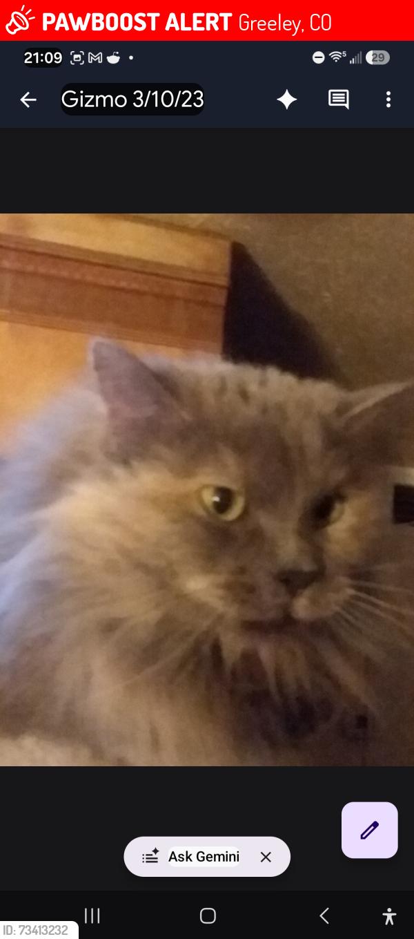 Lost Female Cat last seen 12th street, Greeley, CO 80631