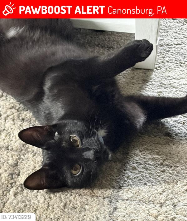 Lost Male Cat last seen McDowell Lane, Spruce Lane, Canonsburg, PA 15317