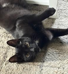 Lost Male Cat last seen McDowell Lane, Spruce Lane, Canonsburg, PA 15317