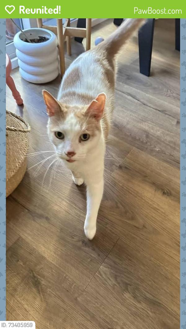 Reunited Male Cat last seen S Berkeley Ave /between colorado and Del Mar, Pasadena, CA 91107