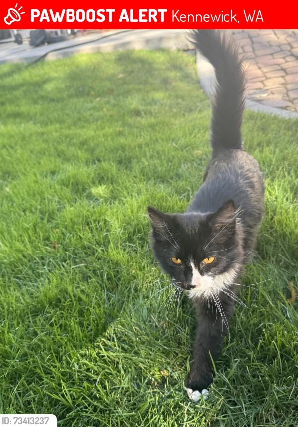 Lost Unknown Cat last seen Up road from fires station on Kellogg, Kennewick, WA 99336