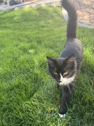 Lost Unknown Cat last seen Up road from fires station on Kellogg, Kennewick, WA 99336