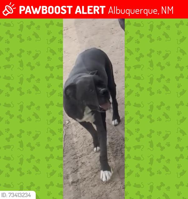 Lost Male Dog last seen Pacific ave se, Albuquerque, NM 87102