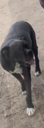 Lost Male Dog last seen Pacific ave se, Albuquerque, NM 87102