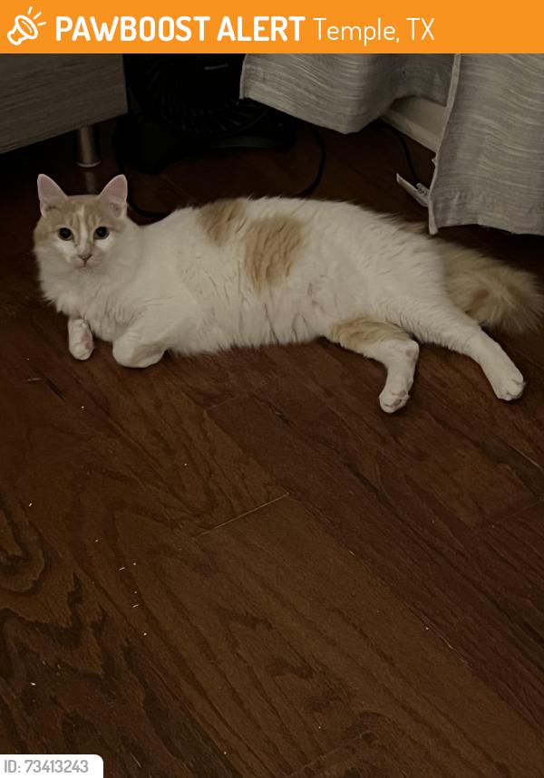 Found/Stray Male Cat last seen Hartrick bluff rd &FM 93, Temple, TX 76502