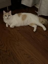 Found/Stray Male Cat last seen Hartrick bluff rd &FM 93, Temple, TX 76502