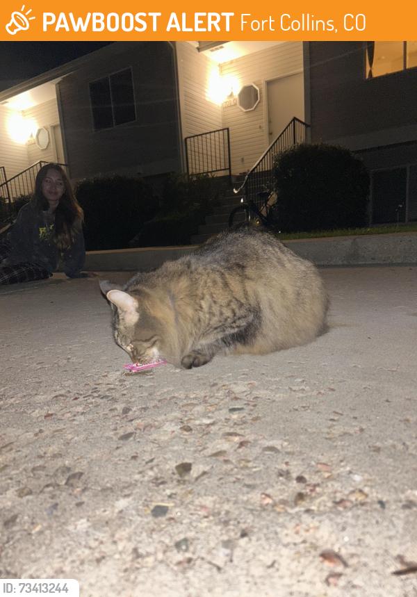 Found/Stray Unknown Cat last seen Elizabeth and Glenmoor, Fort Collins, CO 80521