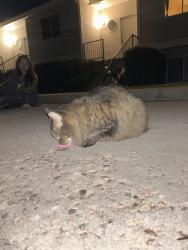 Found/Stray Unknown Cat last seen Elizabeth and Glenmoor, Fort Collins, CO 80521