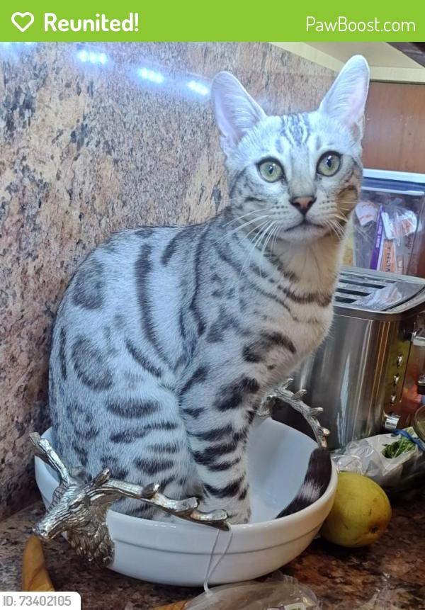 Reunited Male Cat last seen Taylor rd, Punta Gorda, FL 33950