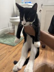Reunited Male Cat last seen Del Dios Middle School, Escondido, CA 92029