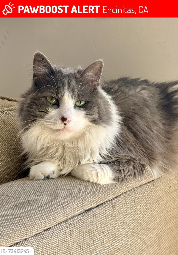 Lost Female Cat last seen Woodshadow lane cul-de-sac, Encinitas, CA 92024