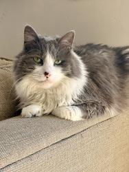 Lost Female Cat last seen Woodshadow lane cul-de-sac, Encinitas, CA 92024
