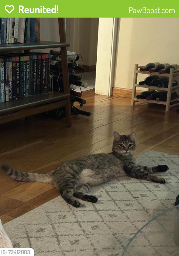 Reunited Female Cat last seen Shady Glen Ave + Newhall, Santa Clara, CA 95050