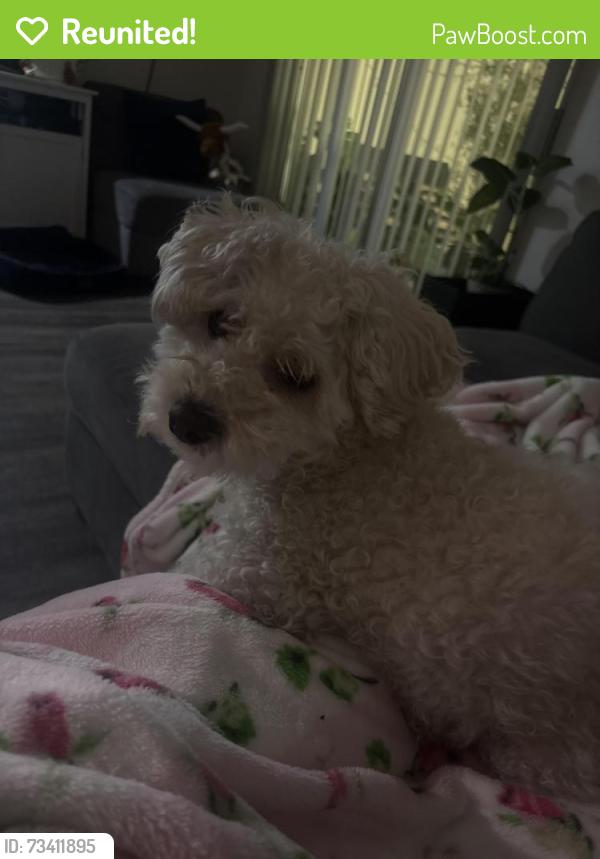 Reunited Male Dog last seen Citrus and Merril, Fontana, CA 92335