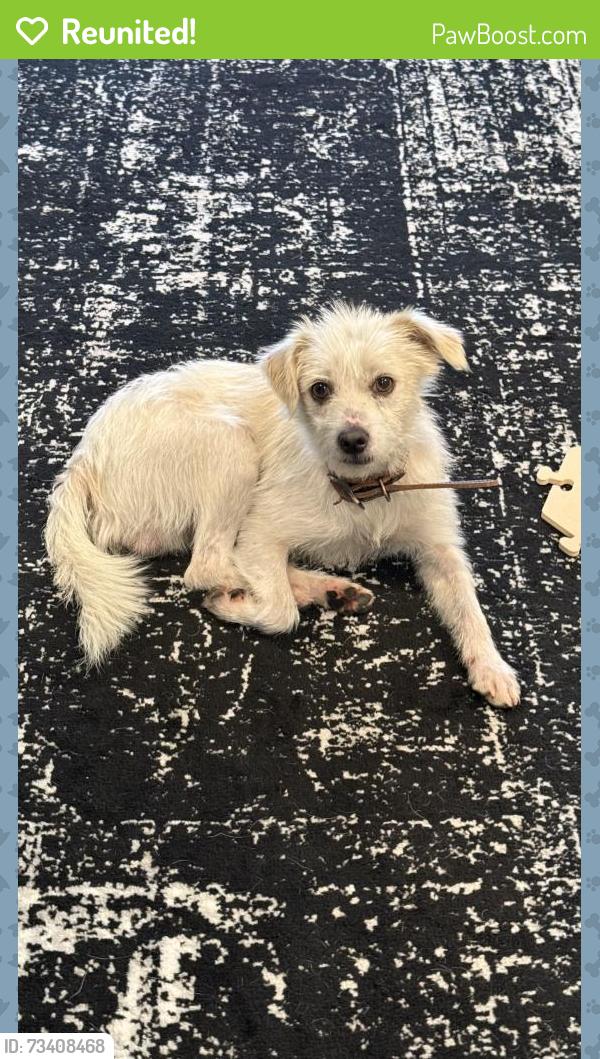 Reunited Male Dog last seen Lasselle st and Iris, Moreno Valley, CA, Moreno Valley, CA 92555