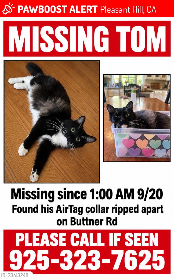 Lost Male Cat last seen Gregory lane, Pleasant Hill, CA 94523