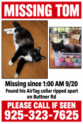 Lost Male Cat last seen Gregory lane, Pleasant Hill, CA 94523
