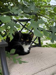 Found/Stray Unknown Cat last seen Lisbon and 74th, Milwaukee, WI 53216
