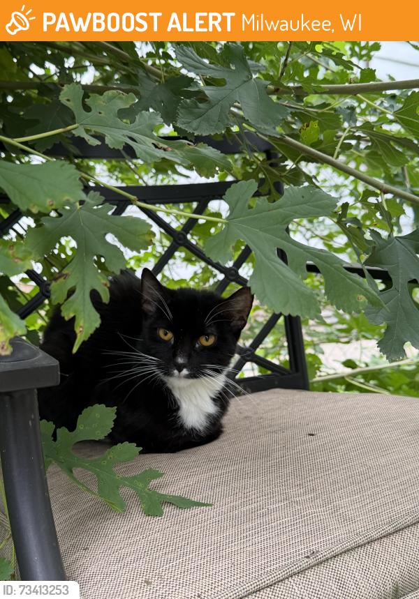 Found/Stray Unknown Cat last seen Lisbon and 74th, Milwaukee, WI 53216