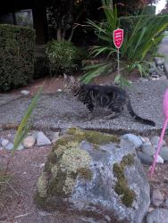 Reunited Unknown Cat last seen Talus community, Issaquah, WA 98027