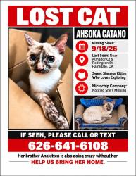 Lost Female Cat last seen Almador Court and Reddington near Highland High School, Palmdale, CA 93551