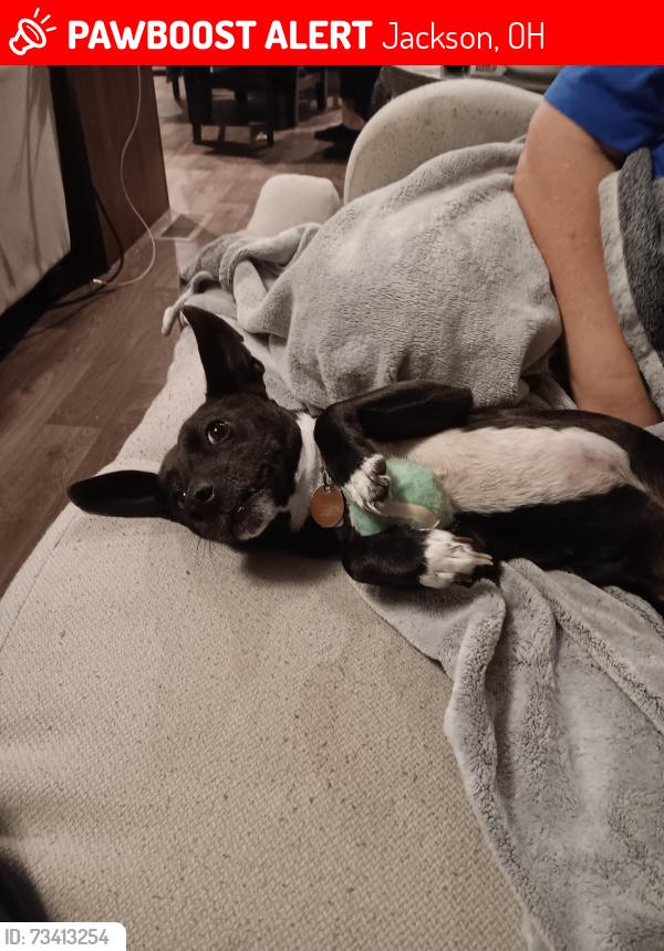 Lost Male Dog last seen Out in the country, Jackson, OH 45640