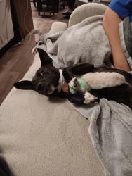 Lost Male Dog last seen Out in the country, Jackson, OH 45640