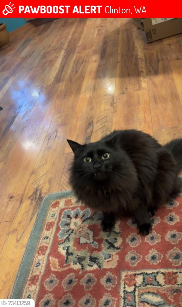 Lost Male Cat last seen Cultus Bay Rd, Clinton, WA 98236