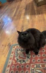 Lost Male Cat last seen Cultus Bay Rd, Clinton, WA 98236