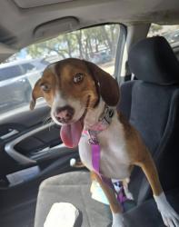 Found/Stray Female Dog last seen Jollyville, Austin, TX 78729