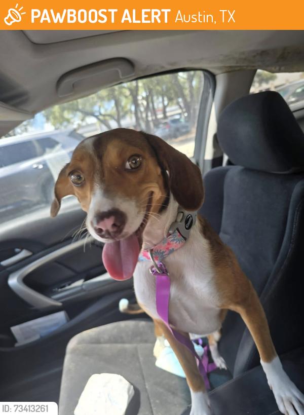 Found/Stray Female Dog last seen Jollyville, Austin, TX 78729