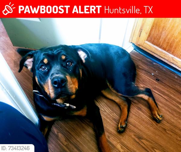 Lost Female Dog last seen Hwy 75 & old Houston rd, Huntsville, TX 77340