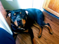 Lost Female Dog last seen Hwy 75 & old Houston rd, Huntsville, TX 77340